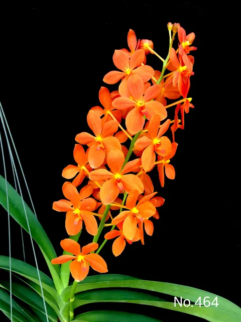 Renantanda Jairak Orange (Renantanda)