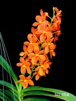 Renantanda Jairak Orange