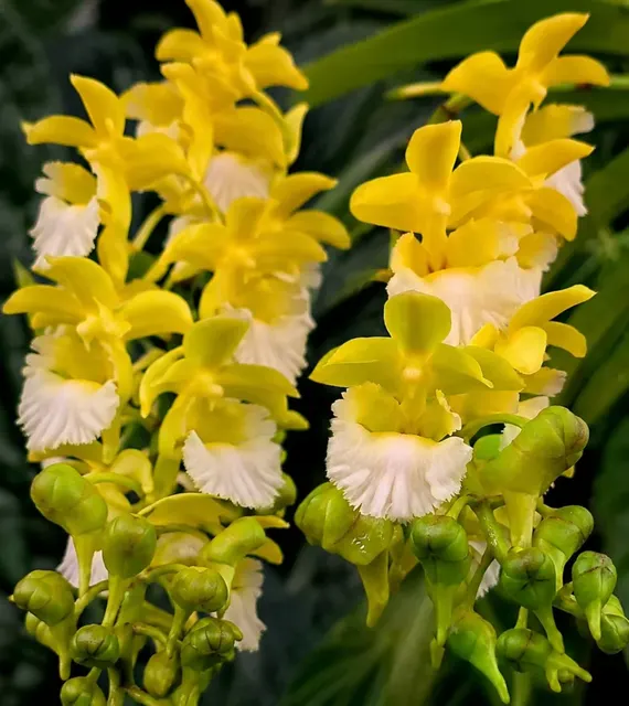 Vanda flabellata 'Alba' (Vanda)