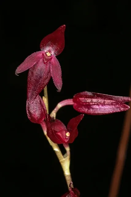 Pleurothallis rowleii