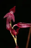 Pleurothallis rowleii