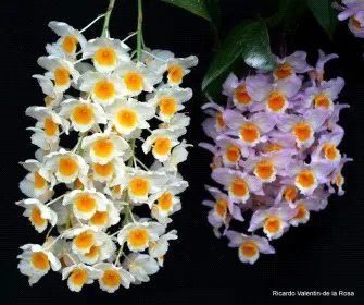 Dendrobium farmeri (Dendrobium)