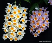 Den. farmeri (DFR) ( - - farmeri )
