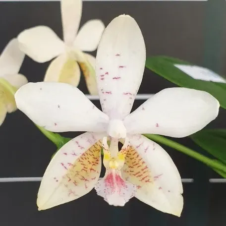 Phalaenopsis Tetra Star '3283'