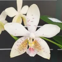 Phalaenopsis Tetra Star '3283' 2.5" Fragrant