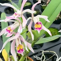 Cattleya iricolor x self 1.7" Fragrant