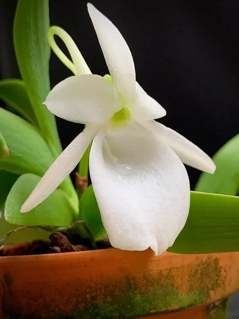 Angraecum leonis 'Big Plant'