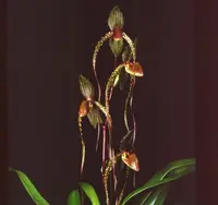 Paphiopedilum Prince Edward of York (sanderianum ‘Lady in Red’ x rothschildianum ‘New Horizon’ FCC/AOS)