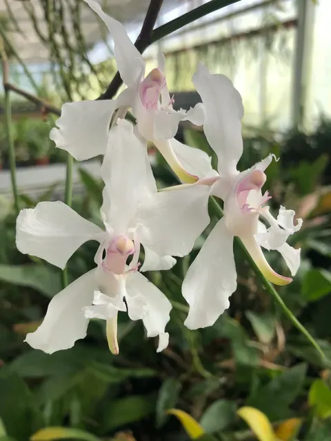 Papilionanthe vandarum