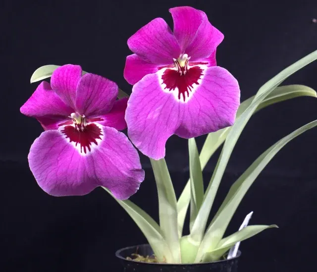 Miltoniopsis Trick Question (Miltoniopsis)