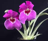 Miltoniopsis Trick Question