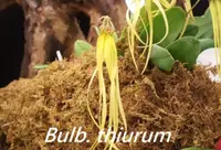 Bulb. thiurum (BUTI) ( - - Bulbophyllum ) Bulb.=Bulbophyllum