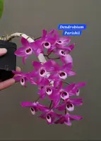 Dendrobium Parishii