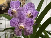 Vanda Perry Como 1
