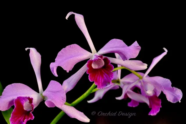 Cattleya purpurata variety sanguinea