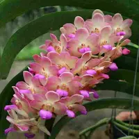 Vanda Wuttipanara Manoonya