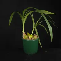 Coelia macrostachya