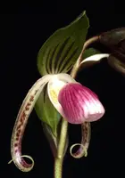 Paphiopedilum gigantifolium ‘Big Plant’