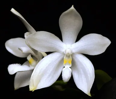 Phalaenopsis tetraspis f alba (Phalaenopsis)