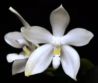 Phalaenopsis tetraspis f. alba | SapphireChild Orchids