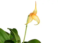 Masdevallia Camilita