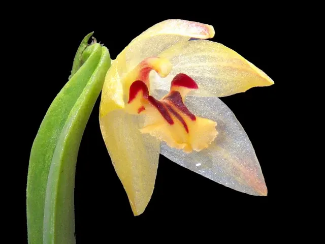 Octomeria grandiflora