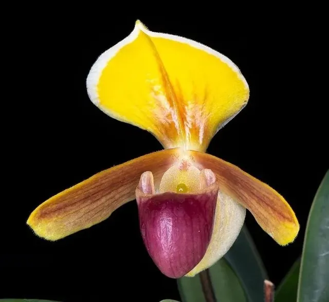 Paphiopedilum helenae 'Dark' (Paphiopedilum)