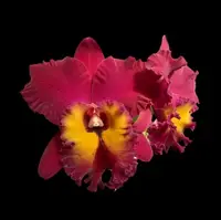 Cattleya Alliance: Rlc. Chia Lin 'Red Sun'