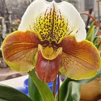 Paphiopedilum Complex type 'Red' × sib 3.5"