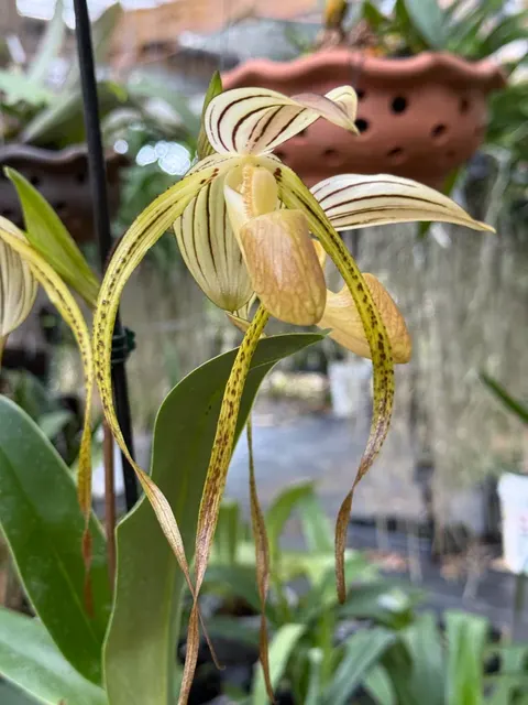 Paphiopedilum Kolosand x stonei (Paphiopedilum)