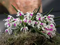 Compot: Leptotes bicolor