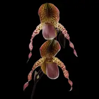 [Bare-root] Paph. Shen-Liu Peri [3" BS][July in stock]