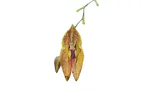 Lepanthes tamaensis