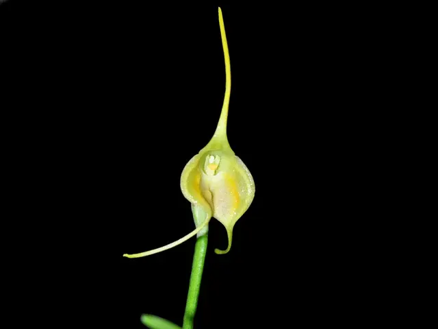 Masdevallia infracta (Masdevallia)