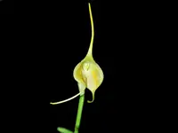 Masdevallia infracta albescens