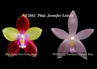 Phal. Jennifer Leitzke 'Note: Limited ' (Tying Shin Flying Eagle x Germaine Vincent ' Blue ' )