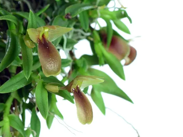 Epidendrum ivan-portillae (Epidendrum)