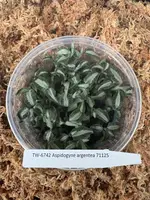 FLASK Aspidogyne argentea JEWEL
