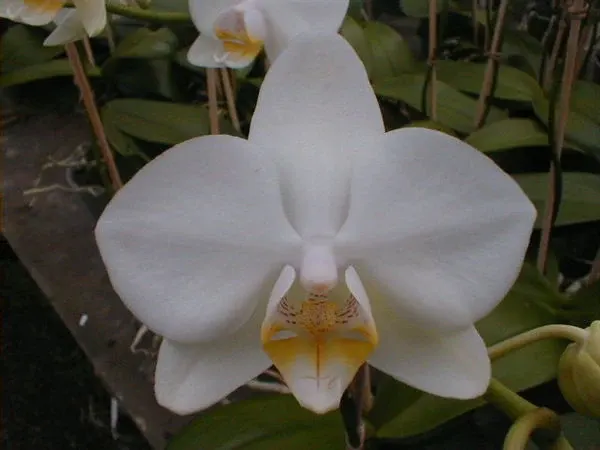 Phalaenopsis SNOWAPPLE