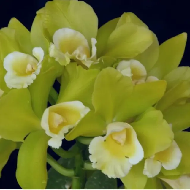 Rhyncholaeliocattleya Hawaiian Passion 'Carmela' (Rhyncholaeliocattleya)