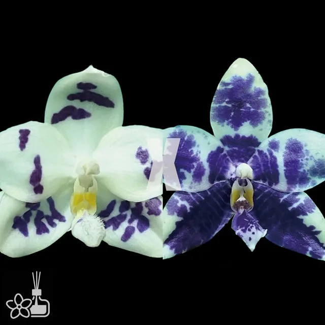 Phalaenopsis Lioulin Blue Peacock x Lioulin Blue Parrot