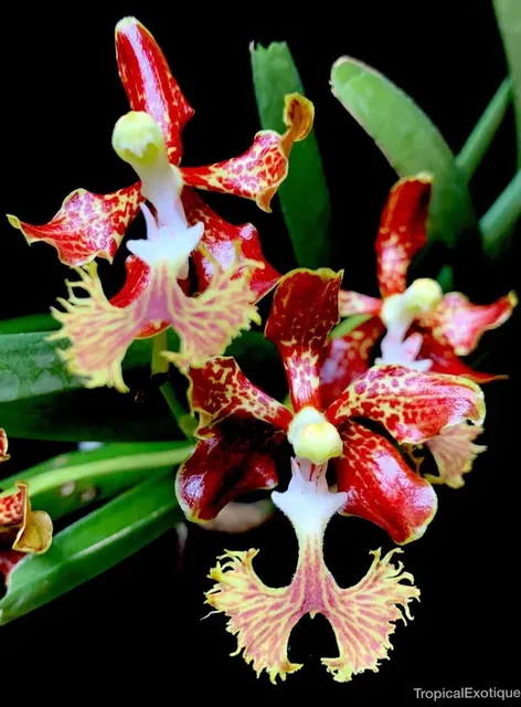 Vanda roeblingiana x coerulea f delicata