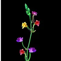Calanthe cardioglossa