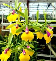 T-5163 Epc. Rene Marques'Tyler' 2 1/2 inch pot(2-3 years to bloom)