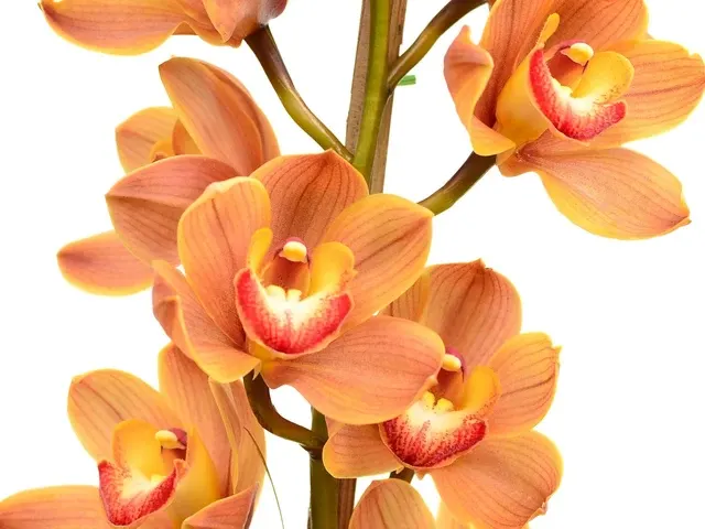 Cymbidium Lunar Wall X Cymbidium Viva Las Vegas (Cymbidium)