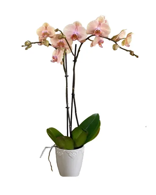 Phalaenopsis Summer Daze
