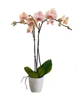 Summer Daze Orchid Plant by Earthly Orchids — 2 Stem w/ pot / 1 plant