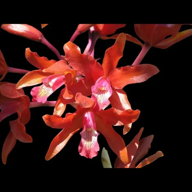 Cattleya aurantiaca x (Cattleya)