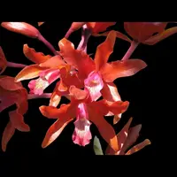 Cattleya aurantiaca x Myrmecophila undulata
