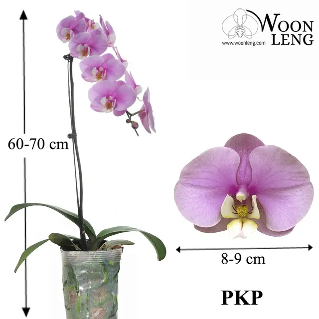 Phalaenopsis PKP